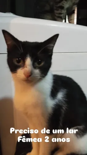 Doação de gato 