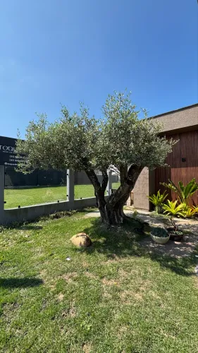 Oliveira centenária