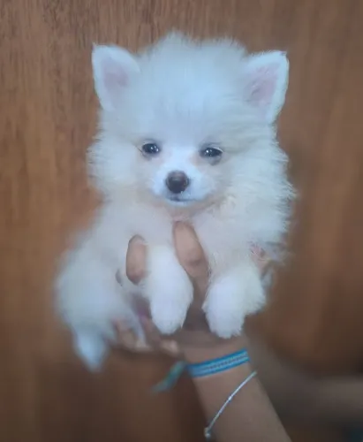Spitz Alemão Macho Branco - O Presente Perfeito para o Dia dos Namorados