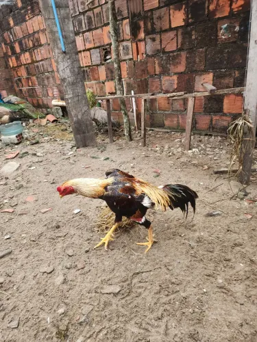 Frango mura