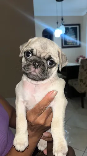 Filhotes lindos de Pug