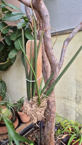 Orquídea Brassavola