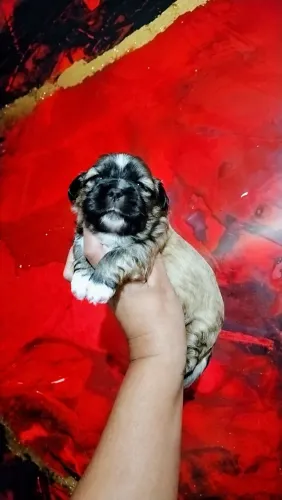 Lindo machinho de Lhasa Apso disponível para reserva 