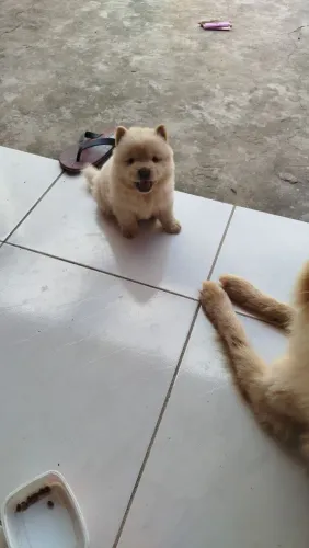 Chow Chow puro R$ 1.200,00