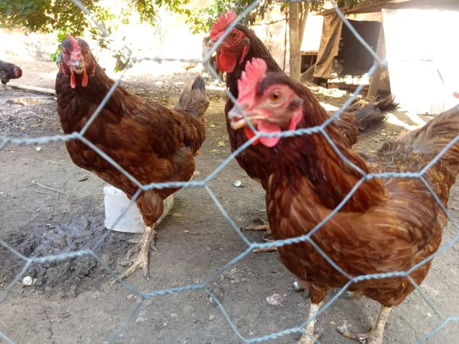 Galinha EMBRAPA 051