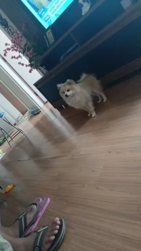 Vendo lulu da pomerangue 6 meses vacinas em dias
