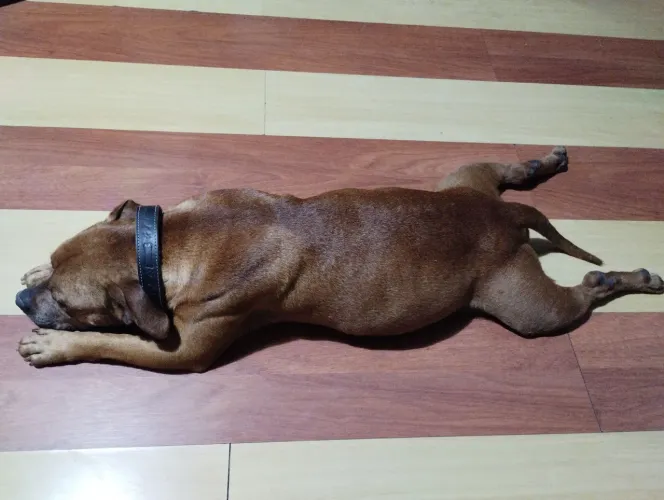 Doação Staffbull fêmea