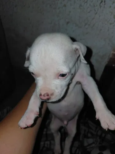 Filhote pit bull