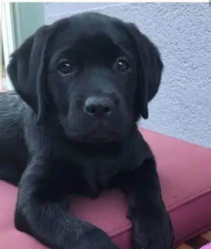 Labrador preto filhotes
