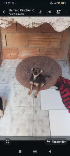 Coquie doação seis meses 