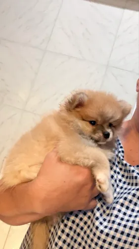 Spitz Alemão filhote vacinado