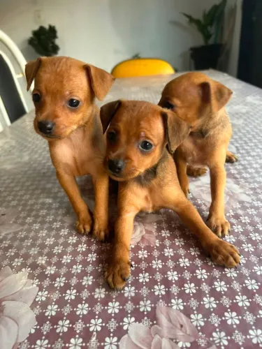 Venda de pinscher
