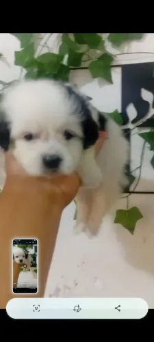 Pet amor ?