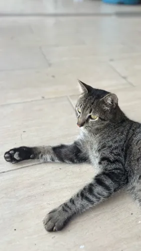 ? GATINHO PARA ADOÇÃO RESPONSÁVEL