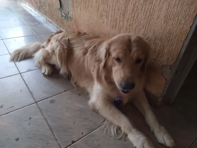 Doa se Cachorro raça Golden Retriver Macho adulto