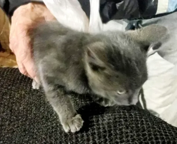 Gatinho filhote, cor grafite, macho, para doação responsável.