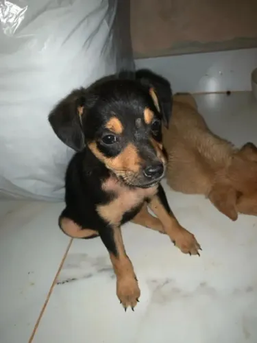 Chiuaua com pincher oferta 199 entrega grátis
