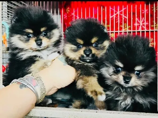 Filhotes de Spitz Alemão | Um pet encantador para sua rotina.