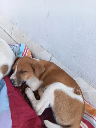 Doação de cachorros