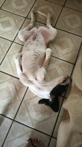 Filhotes de DOGUE ALEMÃO macho de doa meses