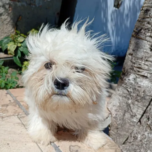 Cachorro Shitzu