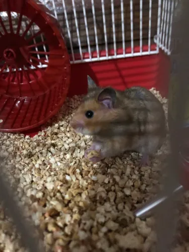 DOAÇÃO DE HAMSTER!