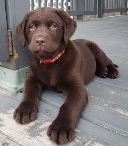 Filhote de Labrador Chocolate Que Vai Fazer Parte dos Seus Melhores Momentos