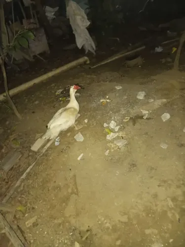 Casal pato grande