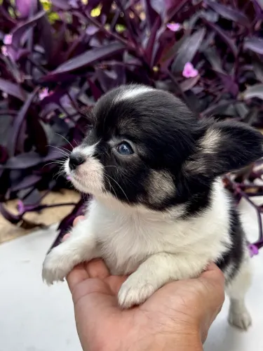 Chihuahua pêlo curto - pedigree CBKC e garantia de saúde