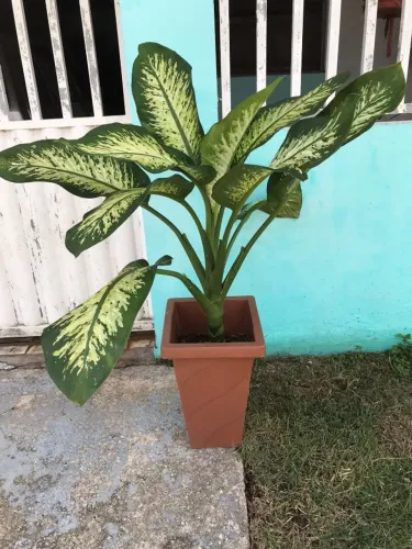 Vende-se Plantas