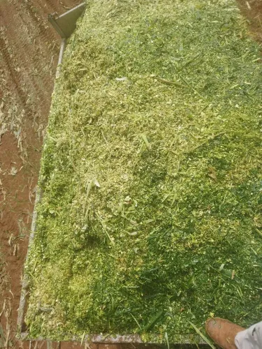 ? Silagem de Milho de Alta Qualidade - Lote com +100 Toneladas (Região de Luziânia)
