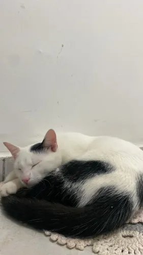 Gato 
