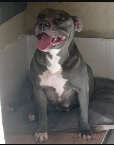 Doação, American Bully