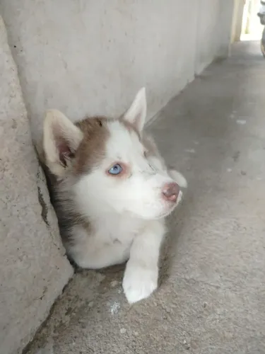 Filhote de Rusky Siberiano