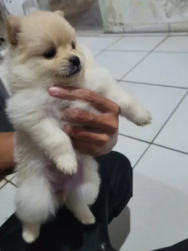 Filhotes Spitz Fêmeas (Venda) 32 dias já desmamadas 