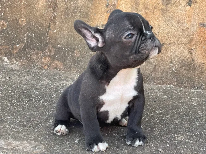 Filhote de buldogue francês