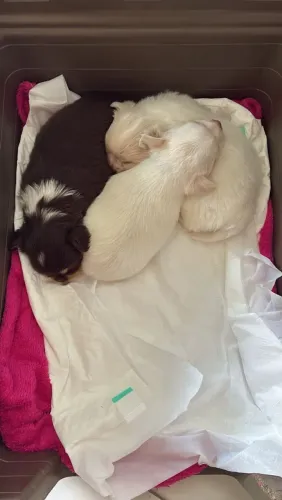 Chihuahua filhotes