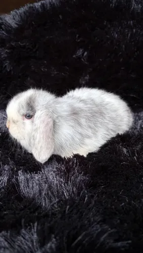 Coelho Mini Lop