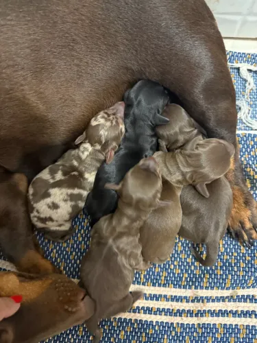 Filhotes para venda Dachshund( famosos Cofap,salsichinhas)