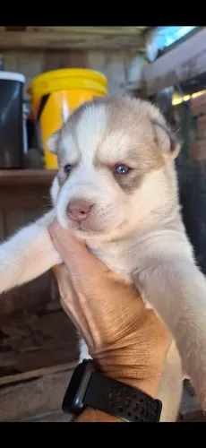 Filhotes de husky siberiano disponíveis para reserva