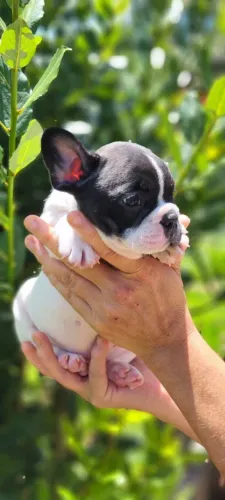 Bulldog frances- alto padrão!