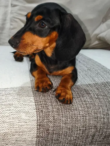 Lindo Filhote de Salsichinha (Dachshund) - Puro, Super Dócil e Saudável!