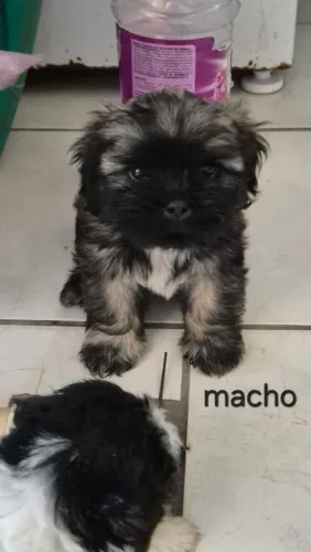 FILHOTES DE SHIH-TZU 