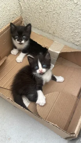 Filhotes de gato para adoção responsável