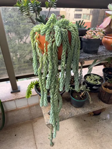 suculenta Rabo-de-burro vaso de barro
