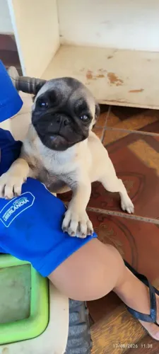 Filhote de Pug