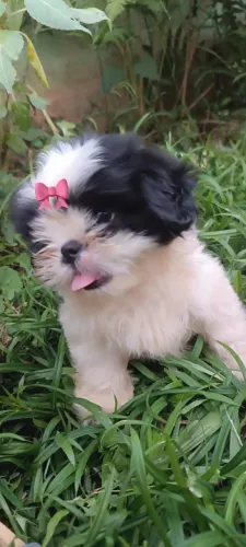 Lhasa Apso,Lhasa Apso Filhote Disponível Alta Qualidade