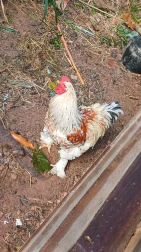 Vendo Galo brahma