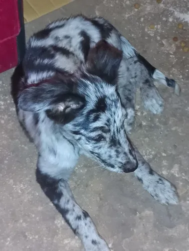 Doação de cachorinha de 3 meses