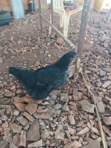 Galinhas poedeira negras